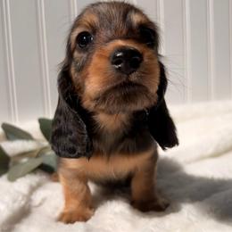 Shaded Red - Red male Dachshund puppy in Nampa, Idaho from Long_and_Low_Dachshunds