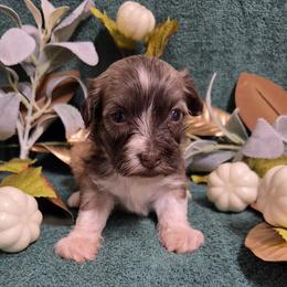Chocolate Sable Boy - Chocolate sable male Havanese puppy in Vinita, Oklahoma from Locust Creek Shih Tzu & Havanese