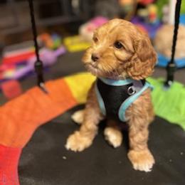 Australian Labradoodle Puppies from Blue Line Doodles of Arizona