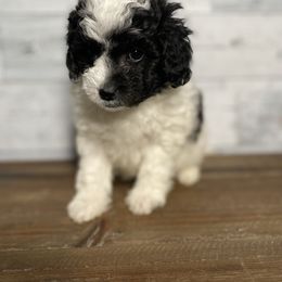 Goldendoodle and Golden Retriever Puppies from Darling Doodles of Licking County