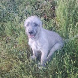 Irish Wolfhound puppies from Hidden Hollow Wolfhounds