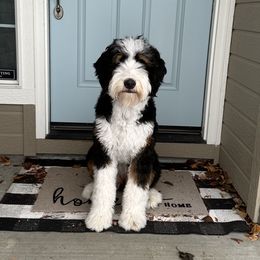 Bernedoodle All Grown Up from Boise Bernedoodles
