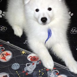 Purple - Vivian - White female American Eskimo Dog puppy in Redlands, Ca, Usa, California from Tribe of Aryelle