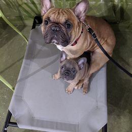 Cornelius - French Bulldog