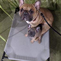 Cornelius - French Bulldog
