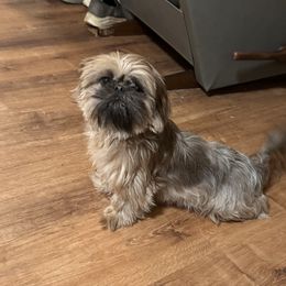 Sunny D - Black gold and silver female Shih Tzu puppy in Covington, Georgia from Top Hats 2  Shih Tzu’s