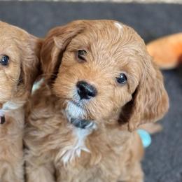 Wilson - Red  male Goldendoodle puppy in Wharton, Texas from Little Fur Friends