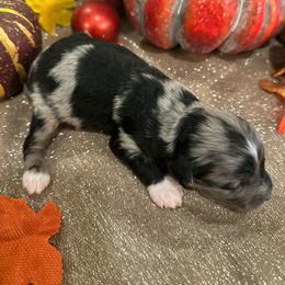 Female 4 - Blue merle female Aussiedoodle puppy in Lexington, Alabama from Johnson’s Highland Pride Aussiedoodles
