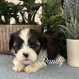 Randy - Black gold and white male Cavatzu puppy in Grove, Oklahoma from Rocky Oak Cavaliers & Biewer Terriers LLC
