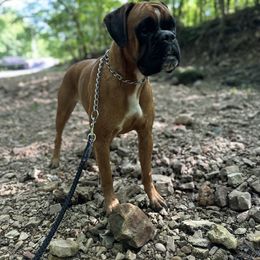 Birdie - Boxer