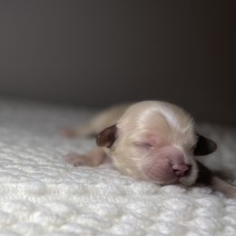 Cocker Spaniel Puppies from Brooks House Cocker Spaniels