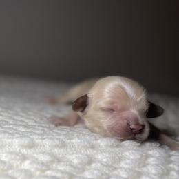 Cocker Spaniel Puppies from Brooks House Cocker Spaniels