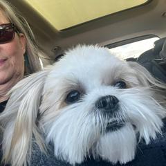 Morkie and Shorkie Puppies from Lil Luxe Pups