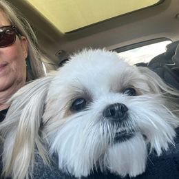 Morkie and Shorkie Puppies from Lil Luxe Pups