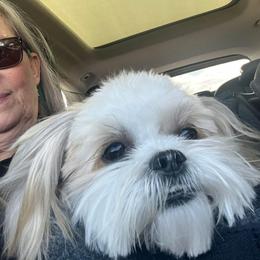 Morkie and Shorkie Puppies from Lil Luxe Pups
