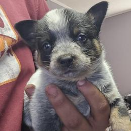 Standard Blue full mask - Blue speckled female Australian Cattle Dog puppy in Lenoir, North Carolina from Blue Coyote Ranch
