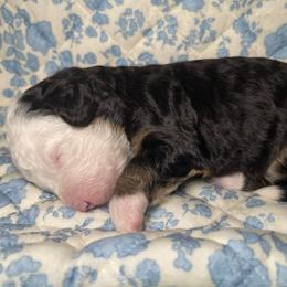 Cove - Tri-color female Bernedoodle puppy in Port Saint Lucie, Florida from Eastside Paws LLC