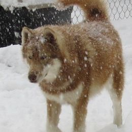 Autumn - Siberian Husky