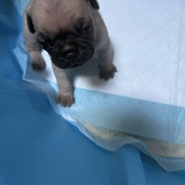Jelly Bean 1 - Fawn male Pug puppy in Port Townsend, Washington from Pam’s Perfect Pugs