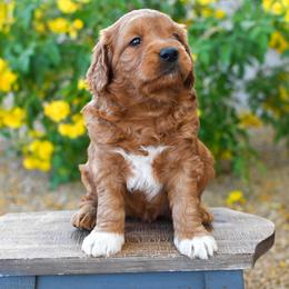 Bernedoodle and Goldendoodle Puppies from Sun Valley Goldendoodles