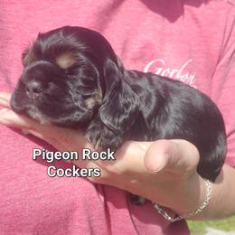 Pigeon Rock Cocker's Purple Girl - Black and tan female Cocker Spaniel puppy in Calhoun, Georgia from Pigeon Rock Cockers