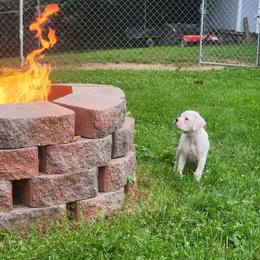 Belle - White female Boxer puppy in Toledo, Ohio from Julie Wilmore Olympic Boxers