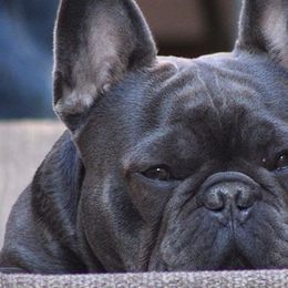 French Bulldogs from Frenchkissmebullies