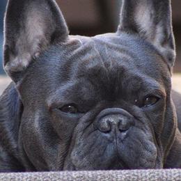 French Bulldogs from Frenchkissmebullies