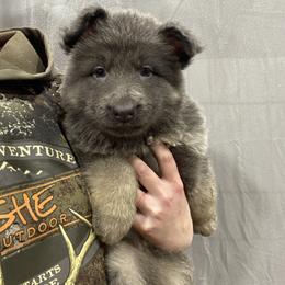 Girl 1 Little sweetheart girl. - Blue female German Shepherd puppy in Pelham, North Carolina from P & P Shepherds