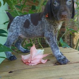 Daisy - Liver roan female German Shorthaired Pointer puppy in Elberta, Alabama from Old Orchard Farm