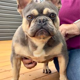 Stetson - Blue fawn male French Bulldog puppy in Aurora, Missouri from Baileys Precious Puppies