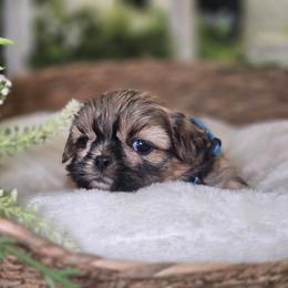 Cash - Brindle male Shih Tzu puppy in Hartville, Missouri from Petty Paws