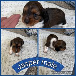 Jasper - Piebald male Dachshund puppy in Elko, Nevada from Willow Creek Dachshunds, and Collies