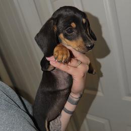 Rascal - Black and tan male Dachshund puppy in Augusta, Georgia from Cherokee Hill Dachshunds