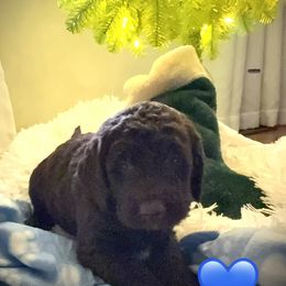Denver - Chocolate male Labradoodle puppy in Spur, Indiana from Purple Heart Canines