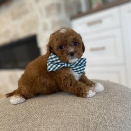 Bernedoodle, Cavapoo, Havanese, and Havapoo Puppies from Lady Paws Puppies - Cassie