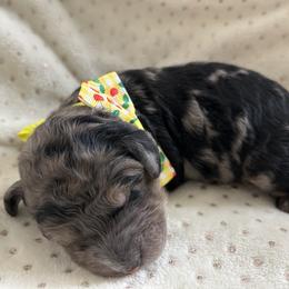 Glacier - Merle male Goldendoodle puppy in Camden, North Carolina from Oopsie Doodles of NC