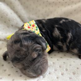 Glacier - Merle male Goldendoodle puppy in Camden, North Carolina from Oopsie Doodles of NC