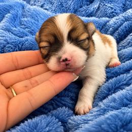 Lilly - Chocolate sable female Pomeranian puppy in Lumberton, Mississippi from Piney Woods Pomeranians
