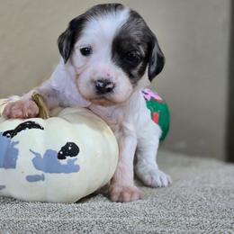 Feta - Parti female Goldendoodle puppy in Crawfordsville, Iowa from DoodleBlessings