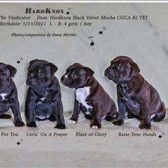 Staffordshire Bull Terrier Puppies from Hardknox Staffords
