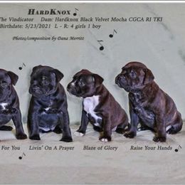 Staffordshire Bull Terrier Puppies from Hardknox Staffords