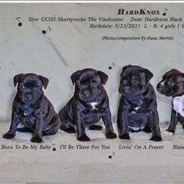 Staffordshire Bull Terrier Puppies from Hardknox Staffords
