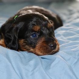 Lime green male - Black and tan male Dachshund puppy in New Canton, Virginia from Mount Calm Golden Retrievers