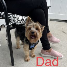 Yorkshire Terrier Puppies from McLaughlin’s Minis