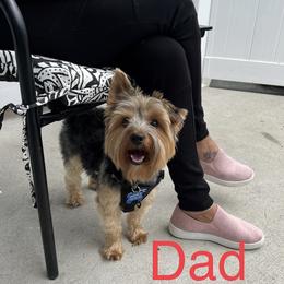 Yorkshire Terrier Puppies from McLaughlin’s Minis
