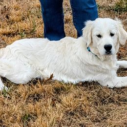 Teddy - Light golden male Golden Retriever puppy in Falcon, Missouri from Edge Farm LLC