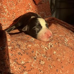 Witchazel - Black and white female Border Collie puppy in Dundy County, Nebraska from Stag Valley Homestead