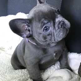 French Bulldog Puppies from Crooked C Ranch