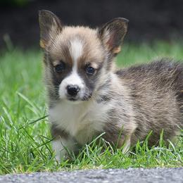 Hank - Red male Pembroke Welsh Corgi puppy in Lititz, Pennsylvania from GoldStar Corgis (License Number 18519)
